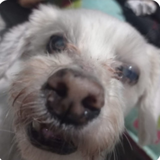 PELUDO (PERRITO CIEGO) | Raza French Poodle o Caniche | Final Feliz