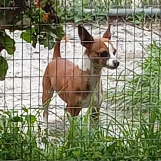  | Raza Mestizo, cruza de Chihuahua | Encontrado