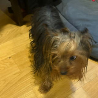  | Raza Yorkshire Terrier (Yorkie) | Final Feliz