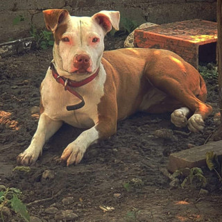 CAMELIA | Raza American Pitbull Terrier | Final Feliz