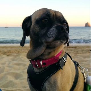 MEI | Raza Mestiza, cruza de Pug con Cocker | Perdida