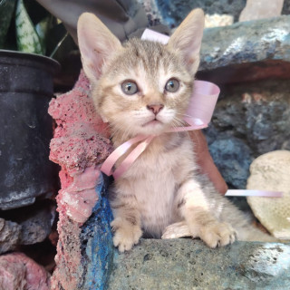 Foto de HERMOSA GATITA