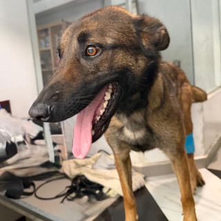  | Raza Pastor Belga Maliniois | Encontrada