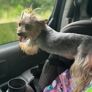 MÍA | Raza Yorkshire Terrier (Yorkie) | Final Feliz