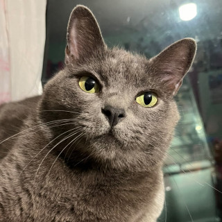 GRIS | Raza Ruso Azul | Perdido