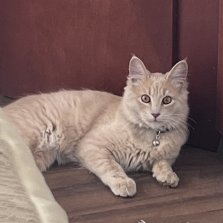 TIMO | Raza Doméstico Americano de pelo semilargo | Perdido