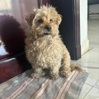 BEBÉ | Raza Mestizo, cruza de Maltés con French Poodle,  (Maltipoo) | Perdido
