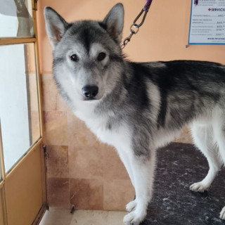  | Raza Husky Siberiano | Encontrado