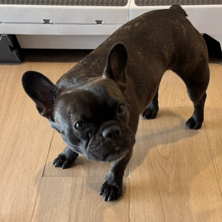 MOLLETE | Raza Bulldog Francés  | Perdida