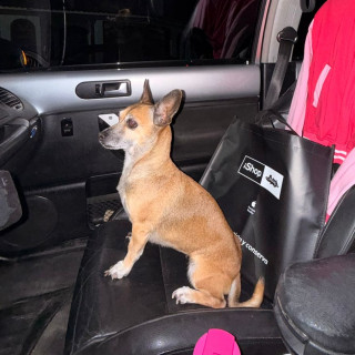 MOSHA | Raza Chihuahua | Perdida