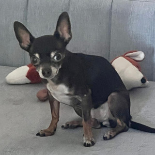 CHOCO | Raza Chihuahua | Perdida