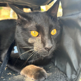 ANUBIS | Raza Bombay | Perdido