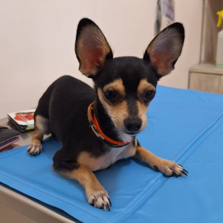 MAX | Raza Chihuahua | Final Feliz