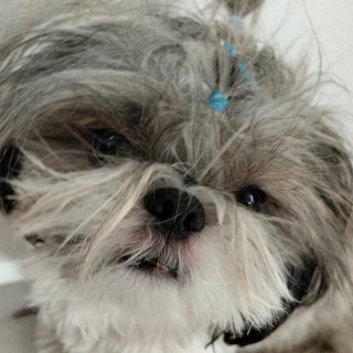 TRAPO | Raza Shih Tzu  | Perdido