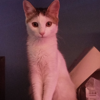 KITTY | Raza Doméstico Américano de Pelo Corto | Perdida