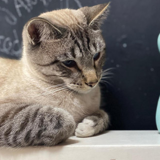 MISCO | Raza Aslan o Siamés moderno, punto tabby | Perdido