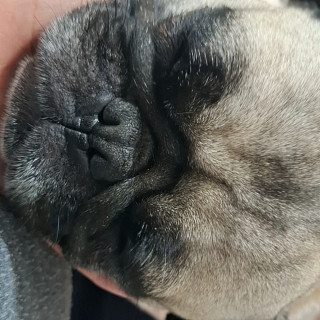 CONCHA | Raza Pug o Carlin | Final Feliz