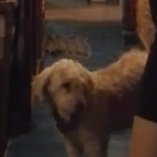 PETUNIA | Raza Mestiza, cruza de French Poodle | Perdida