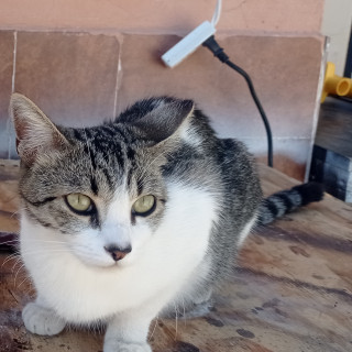 LILU | Raza Doméstico Americano de pelo corto | Perdida