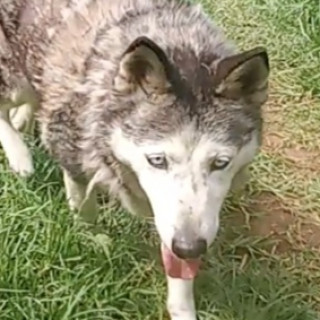 | Raza Husky Siberiano | Encontrada