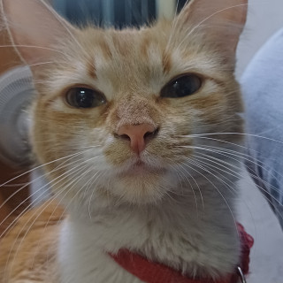 Foto de EVANGELINE