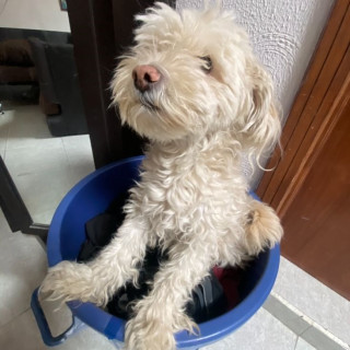 MORDISCO | Raza French Poodle o Caniche | Perdido