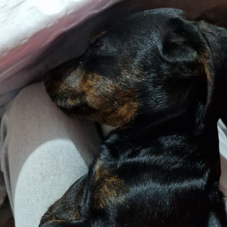 FÉNIX | Raza Dachshund o Salchicha  | Perdido