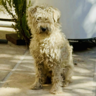 OSEA | Raza Mestizo, cruza de Schnauzer con French Poodle,  (Schnoodle) | Perdido