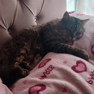 GOYI | Raza Doméstico Americano de pelo semilargo | Perdido