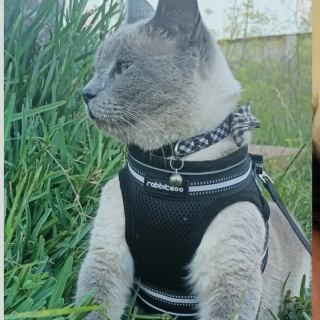 KIRA | Raza Siamés Punto Azul | Perdido