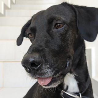 PERRY | Raza Mestizo | Perdido