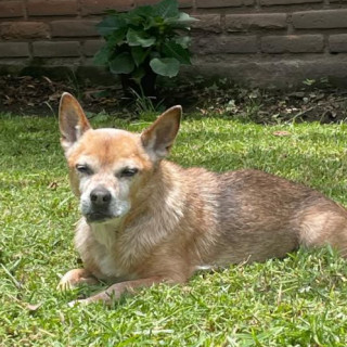 PULGA | Raza Chihuahua | Perdido