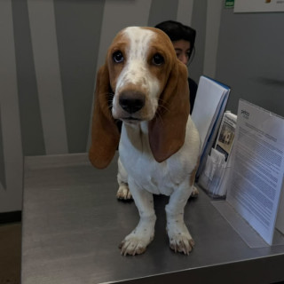 PETUNIA | Raza Basset Hound | Perdida