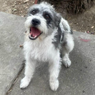 BOSSI | Raza Mestizo | En Adopción