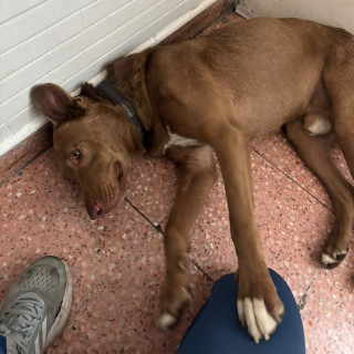  | Raza Mestizo, cruza de Labrador con American Pitbull Terrier | Encontrado