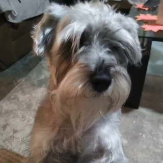 JAMES (JEIMS) | Raza Schnauzer | Perdido