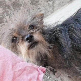 CHICHI | Raza Yorkshire Terrier (Yorkie) | Final Feliz