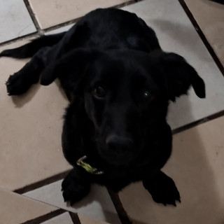 BRUNO | Raza Mestizo | Final Feliz