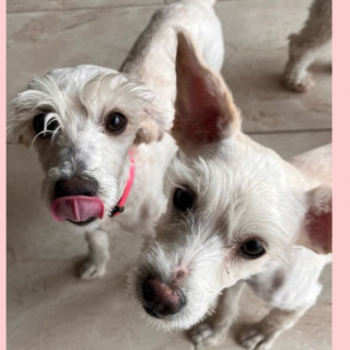 HERMANITAS AZUL Y ROSA | Raza Maltés | En Adopción