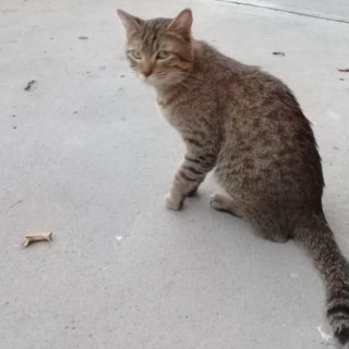 CHITO | Raza Doméstico Américano de Pelo Corto | Final Feliz