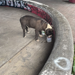  | Raza American Pitbull Terrier | Encontrado