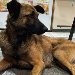 BELLA | Raza Mestiza, cruza de Pastor Belga Malinois | En Adopción