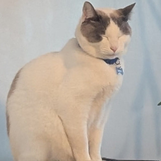 MINGUS | Raza Doméstico Americano de Pelo Corto | Perdido