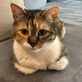 MOSHI | Raza Calicó de pelo corto | Perdida