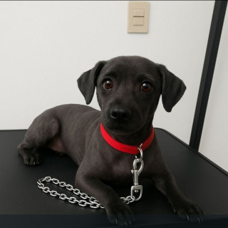 DÓLAR | Raza Mestizo, cruza de Chihuahua con Schnauzer,  (Chizer). | Perdido