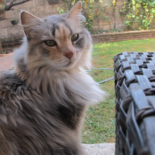 MAGGIE | Raza Calicó de pelo semilargo | Perdida