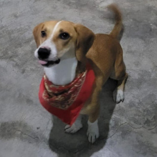 POPEYE | Raza Mestizo, cruza de Beagle | Final Feliz
