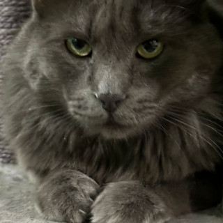 CHIMUELO | Raza Nebelung o Nibelungo | Perdido