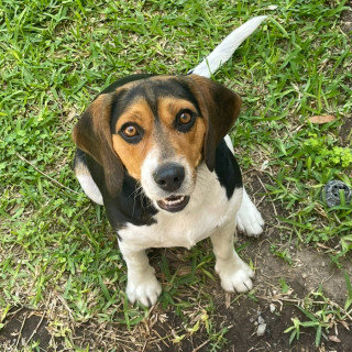 KIWI | Raza Beagle | Final Feliz