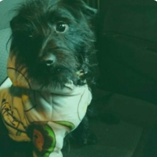 MAX | Raza Mestizo, cruza de Schnauzer | Perdido